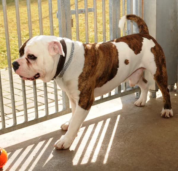 Spike, Mixed Breed for adoption at Tierheim Gotha, Gotha