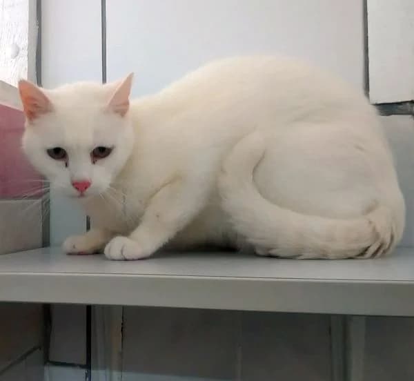 Schneeweißer Kater, male Mixed Breed for adoption at Tierheim Gotha, Gotha