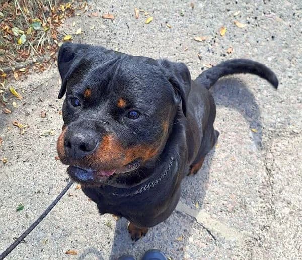 Bruno, Mixed Breed for adoption at Tierheim Gotha, Gotha