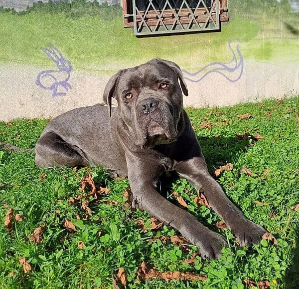 Fluffy, Mixed Breed for adoption at Tierheim Gotha, Gotha