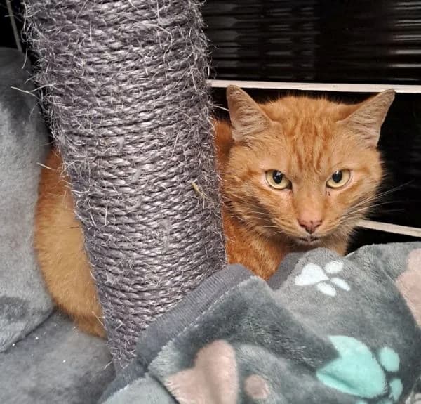 Willi und Garfield, Mixed Breed for adoption at Tierheim Gotha, Gotha