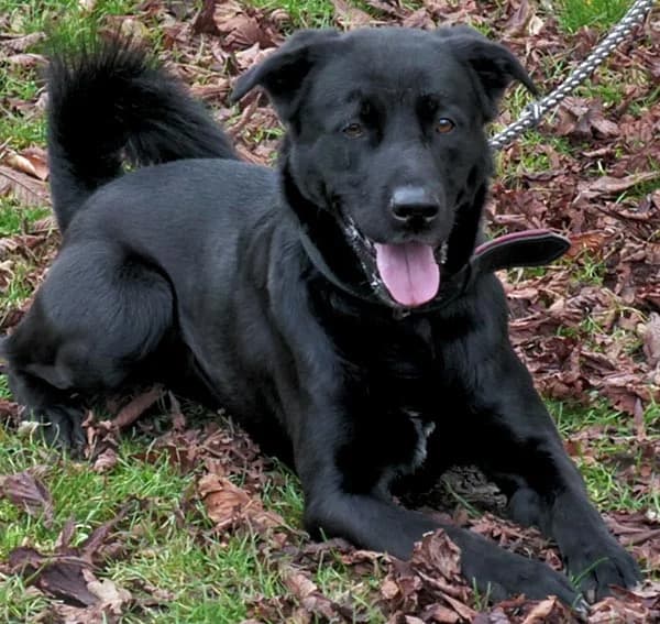 Odin braucht Sicherheit, Mixed Breed for adoption at Tierheim Gotha, Gotha