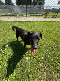 Bolle, Mixed Breed for adoption at Tierheim Greifswald, Greifswald