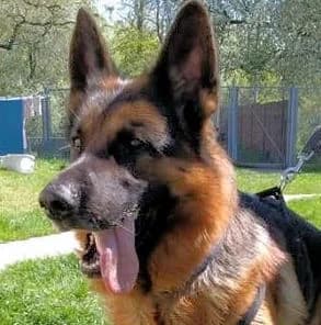 Ajax, Mixed Breed for adoption at Tierheim Gröbern (Meißner Tierschutzverein e.V.)
