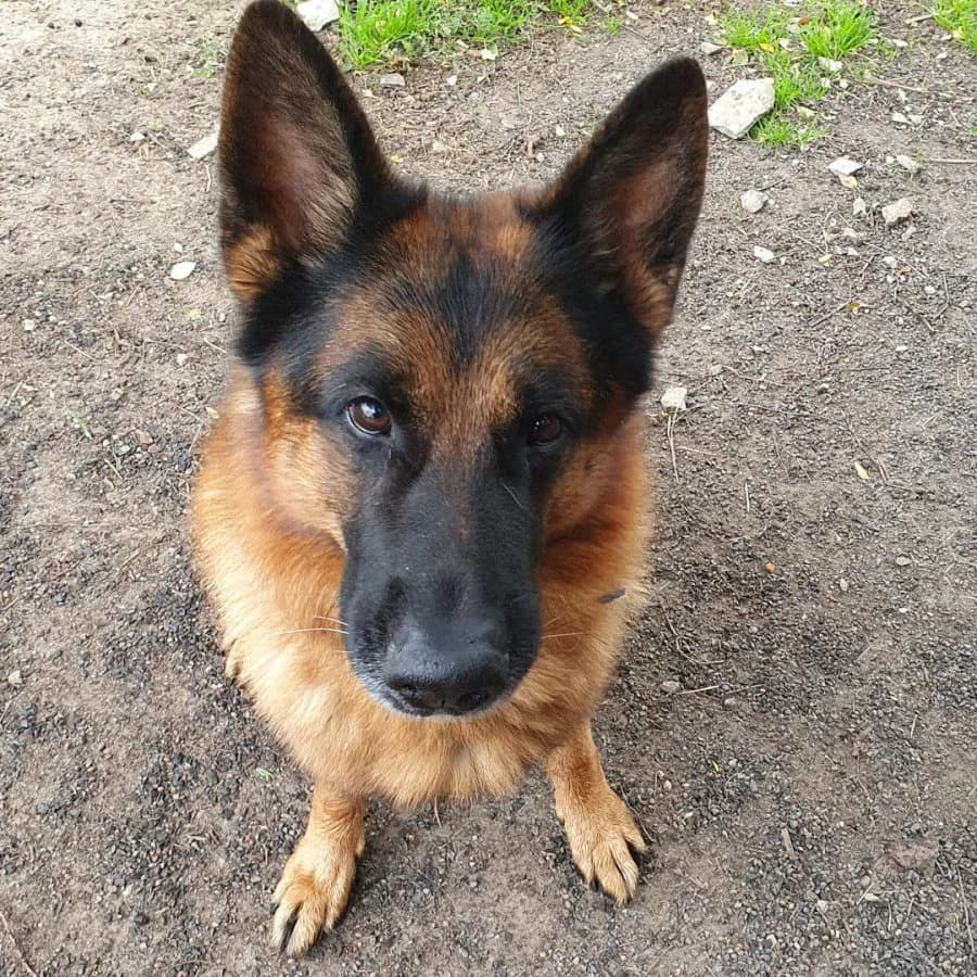 Ajax, Mixed Breed for adoption at Tierheim Gröbern (Meißner Tierschutzverein e.V.)