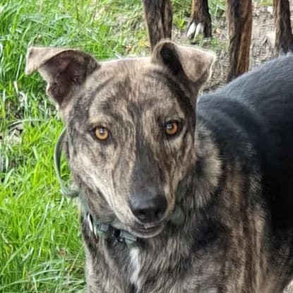 Ari, Mixed Breed for adoption at Tierheim Gröbern (Meißner Tierschutzverein e.V.)