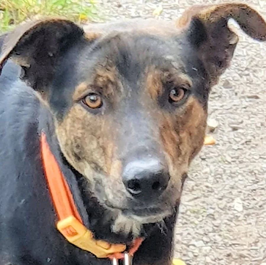 Otis, Mixed Breed for adoption at Tierheim Gröbern (Meißner Tierschutzverein e.V.)