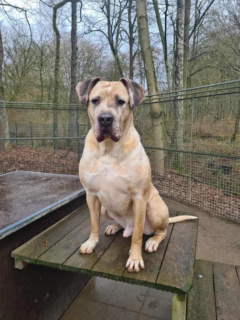 BUDDY, male Mixed Breed for adoption at Tierheim Großhansdorf