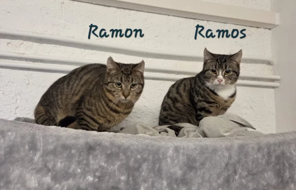 Ramon und RamosGeschlecht, male Mixed Breed for adoption at Tierheim Großhansdorf