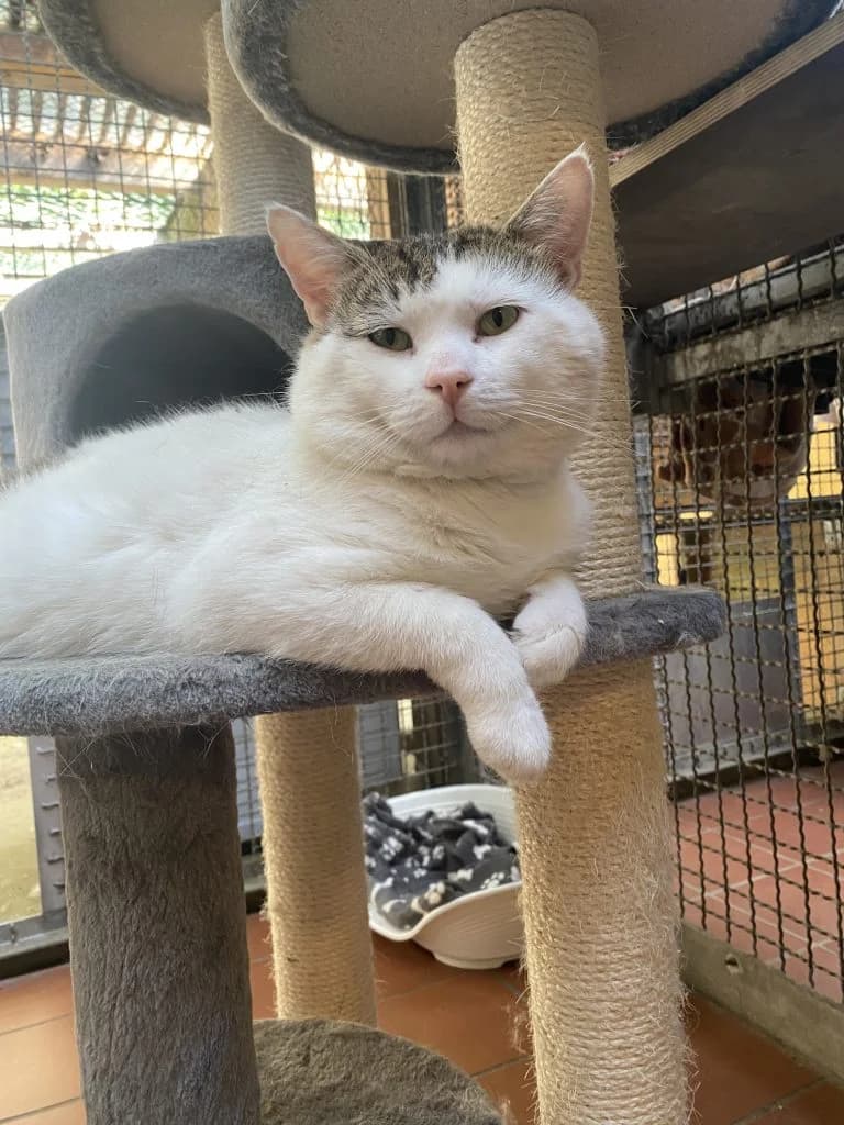 Clint + Frido (r/w)Geschlecht, male Mixed Breed for adoption at Tierheim Großhansdorf