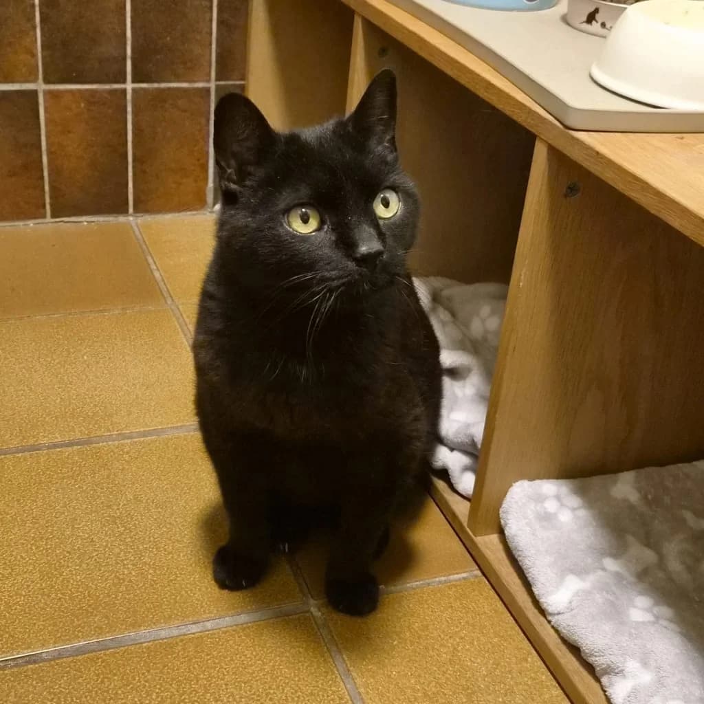 PFLEGESTELLE GESUCHT FÜR LEANDER, male 4yo Mixed Breed for adoption at Tierheim Großhansdorf