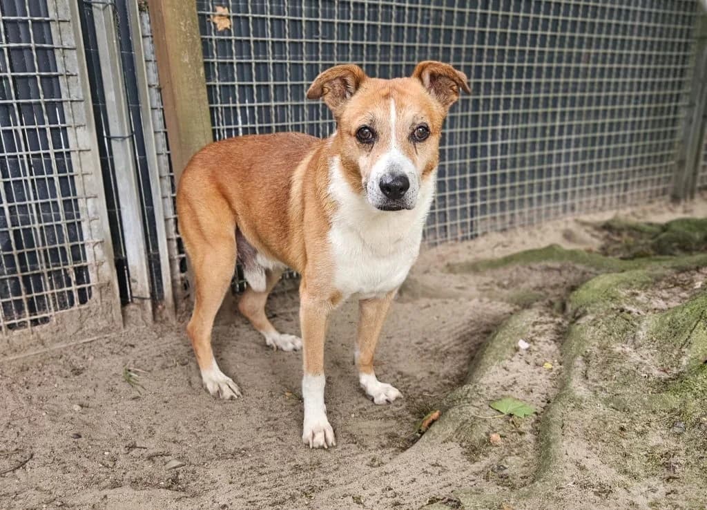 HANS-LUCKY, male senior Mixed Breed for adoption at Tierheim Großhansdorf