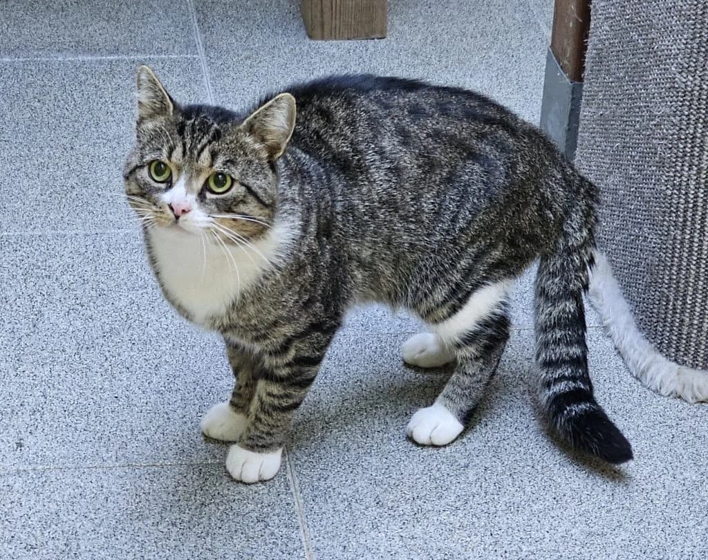 ArcherGeschlecht, male Mixed Breed for adoption at Tierheim Großhansdorf