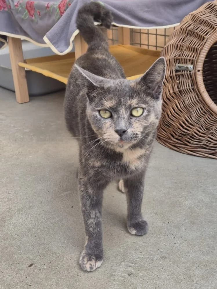 Alice, female senior European Shorthair for adoption at Tierheim Günzburg, Günzburg