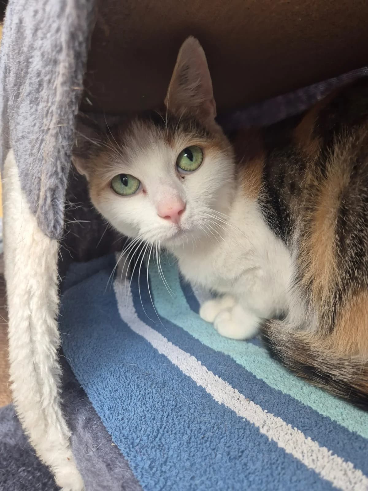 Arabella, female senior European Shorthair for adoption at Tierheim Günzburg, Günzburg