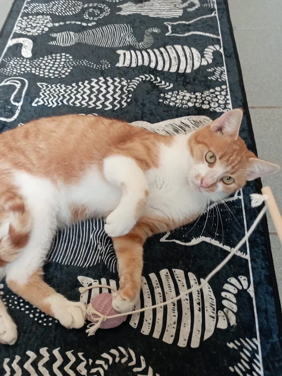 Barney, male senior European Shorthair for adoption at Tierheim Günzburg, Günzburg