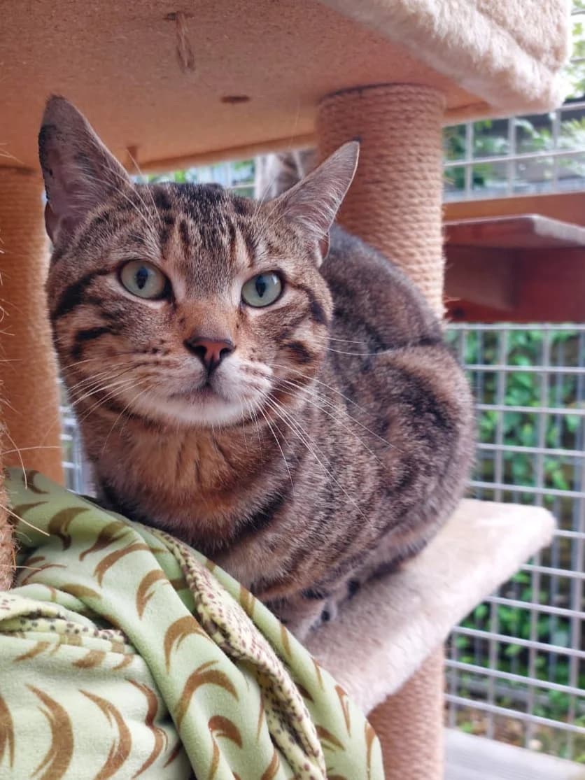 Bojo, male senior European Shorthair for adoption at Tierheim Günzburg, Günzburg