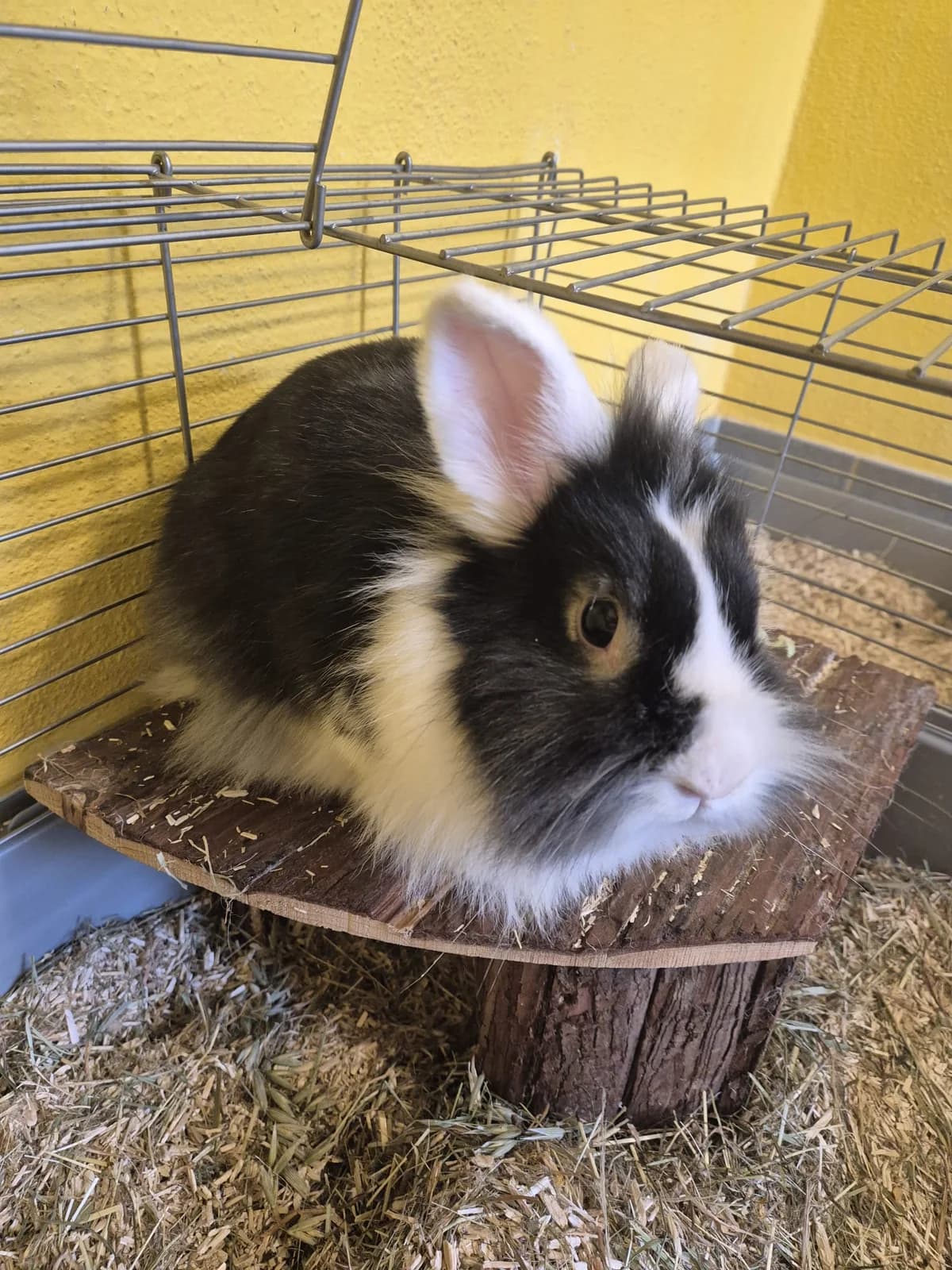 Bonni, female Mixed Breed for adoption at Tierheim Günzburg, Günzburg