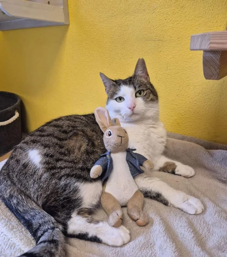 July, female senior European Shorthair for adoption at Tierheim Günzburg, Günzburg