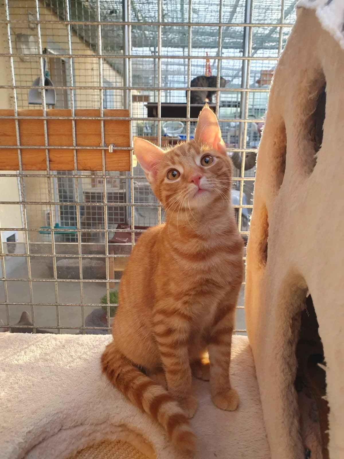 Elton, male senior European Shorthair for adoption at Tierheim Günzburg, Günzburg