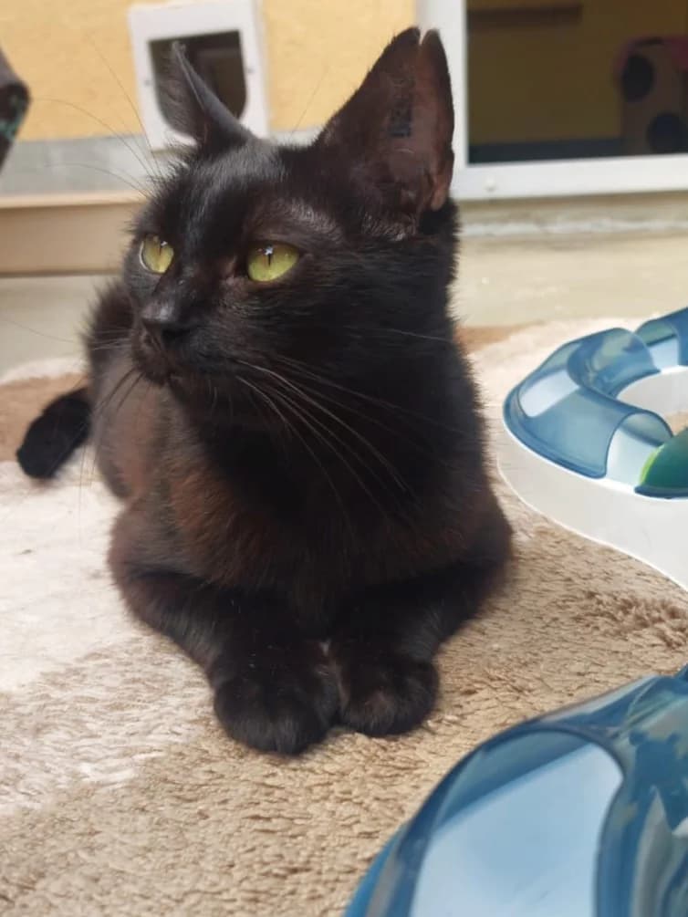 Esmeralda, female senior European Shorthair for adoption at Tierheim Günzburg, Günzburg