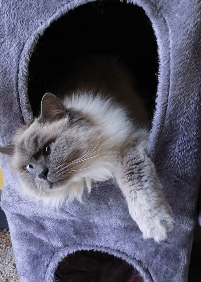 Felix (Bärchen), male senior Persian for adoption at Tierheim Günzburg, Günzburg
