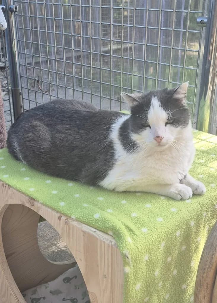 Felix, male senior European Shorthair for adoption at Tierheim Günzburg, Günzburg