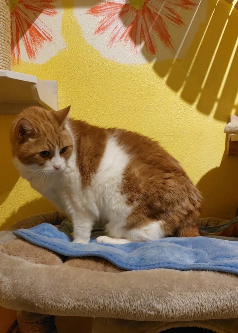 Figo, male senior European Shorthair for adoption at Tierheim Günzburg, Günzburg