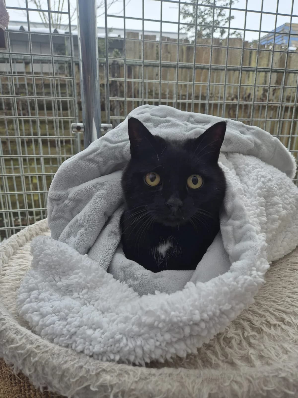Finuds, male senior European Shorthair for adoption at Tierheim Günzburg, Günzburg