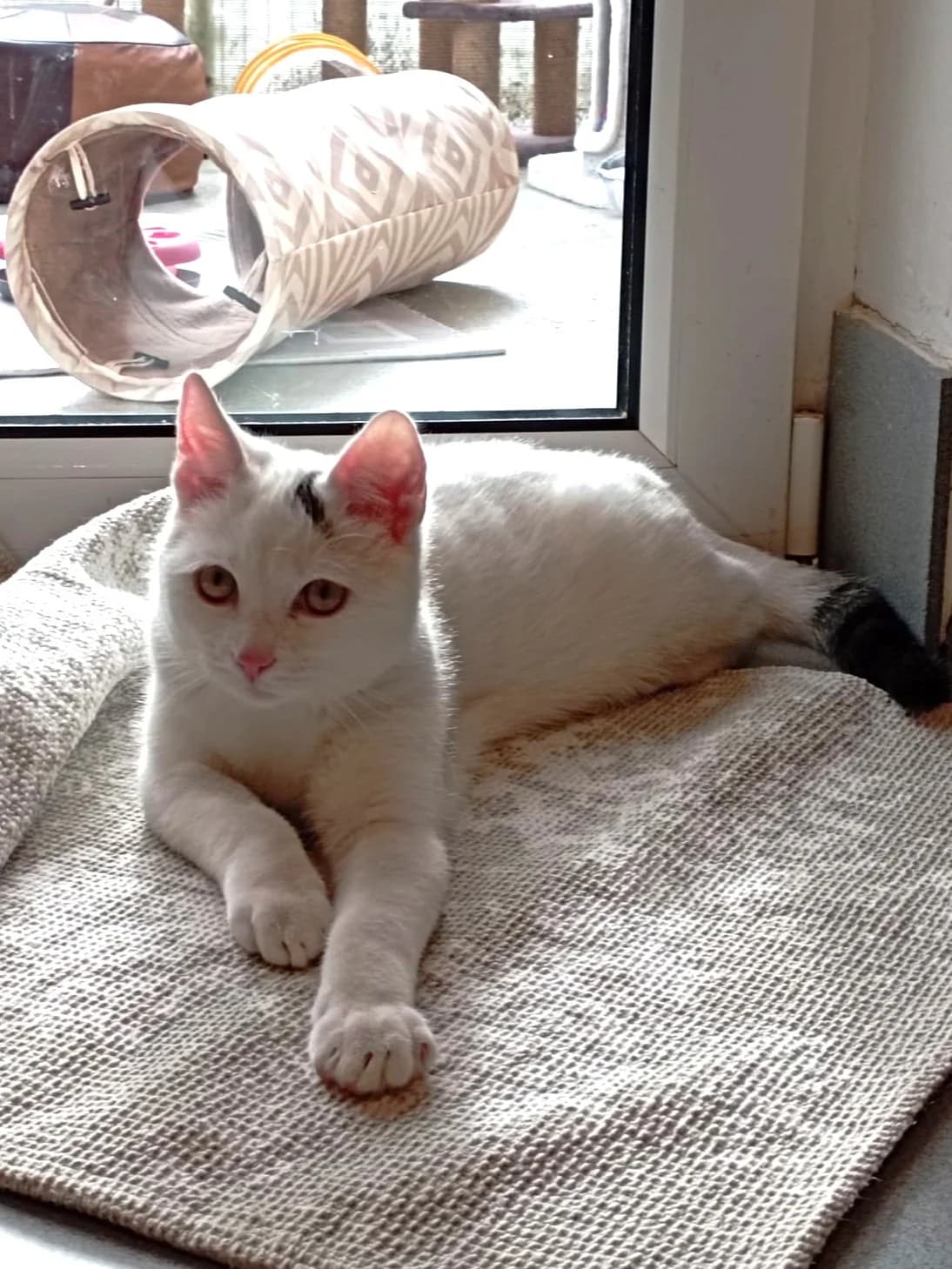 Flocke, male senior European Shorthair for adoption at Tierheim Günzburg, Günzburg