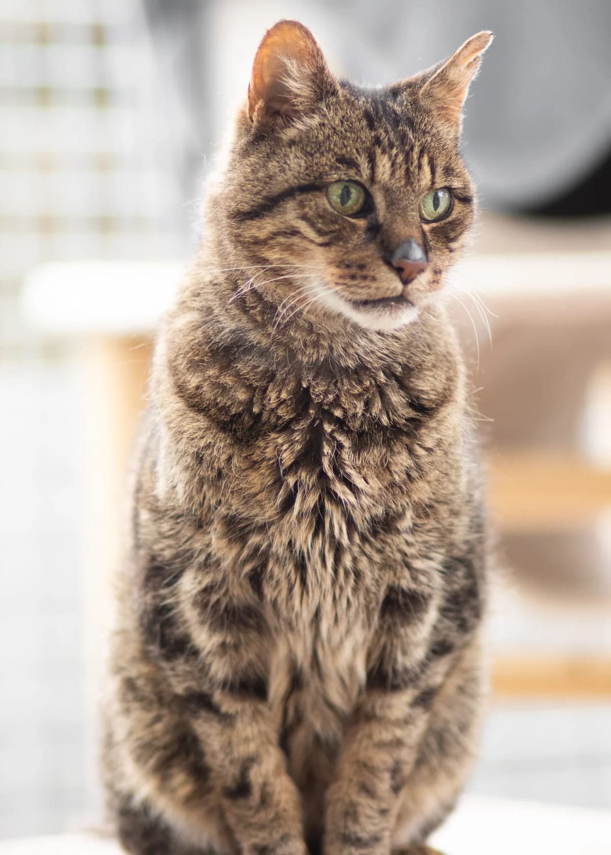 Frieder, male senior European Shorthair for adoption at Tierheim Günzburg, Günzburg