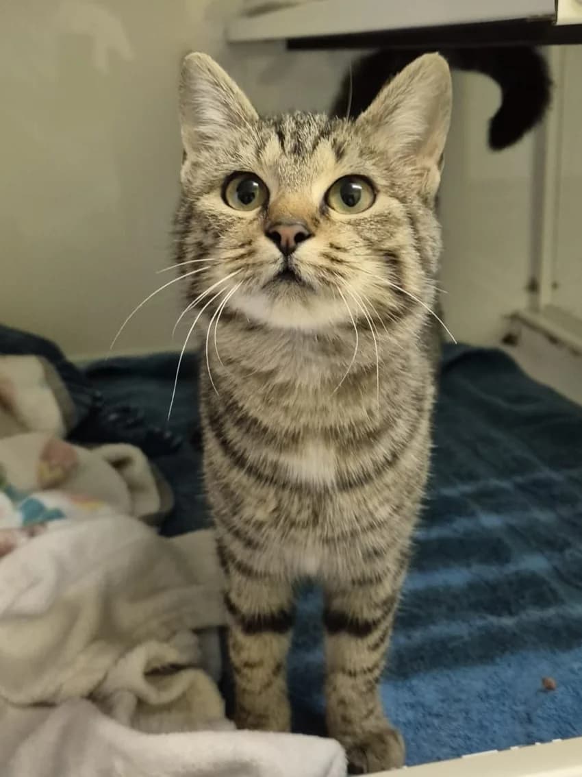 Gabriella, female senior European Shorthair for adoption at Tierheim Günzburg, Günzburg