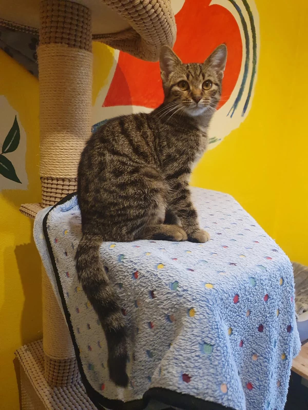 Gavin, male senior European Shorthair for adoption at Tierheim Günzburg, Günzburg
