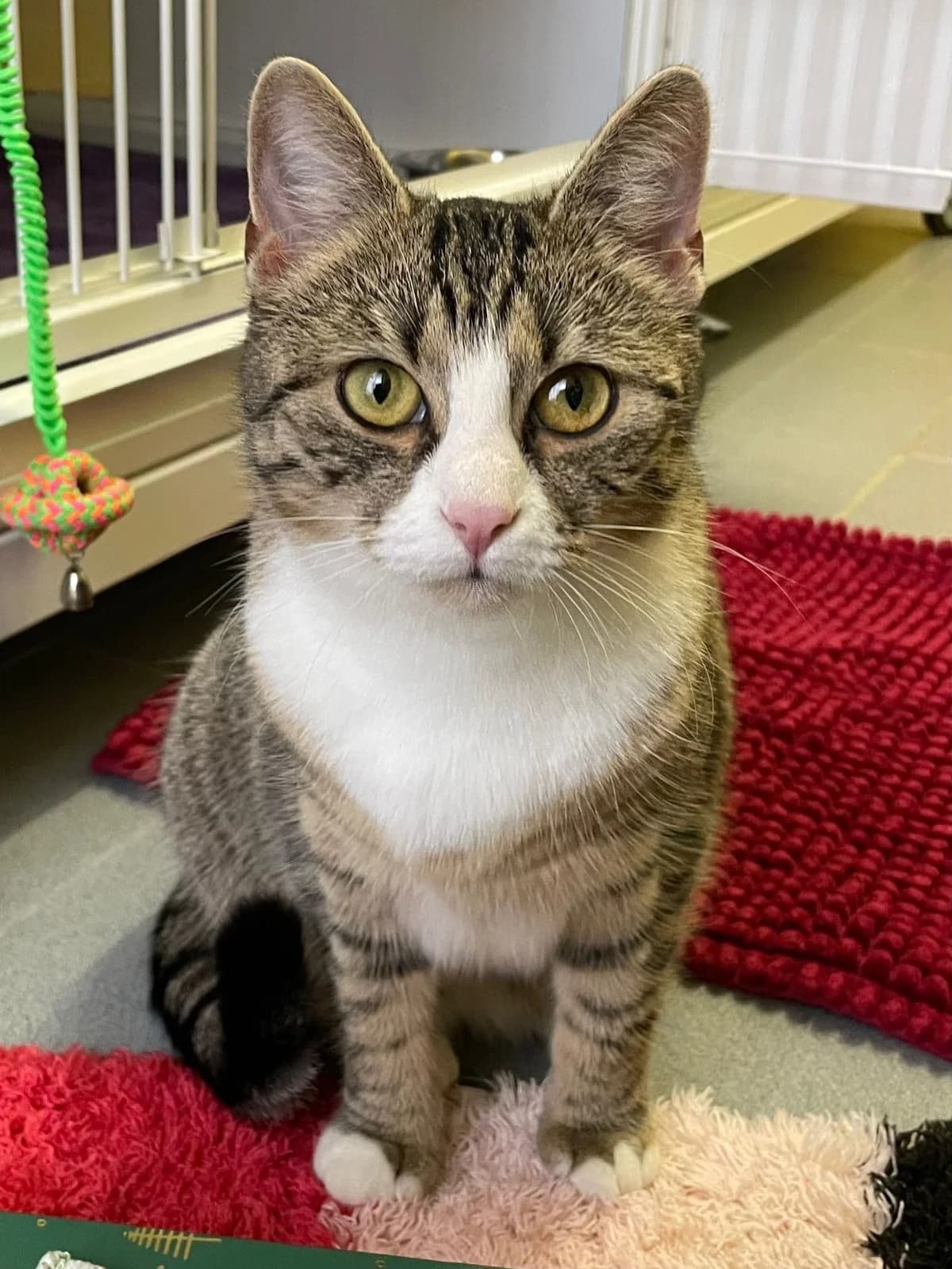 Giselle, female senior European Shorthair for adoption at Tierheim Günzburg, Günzburg
