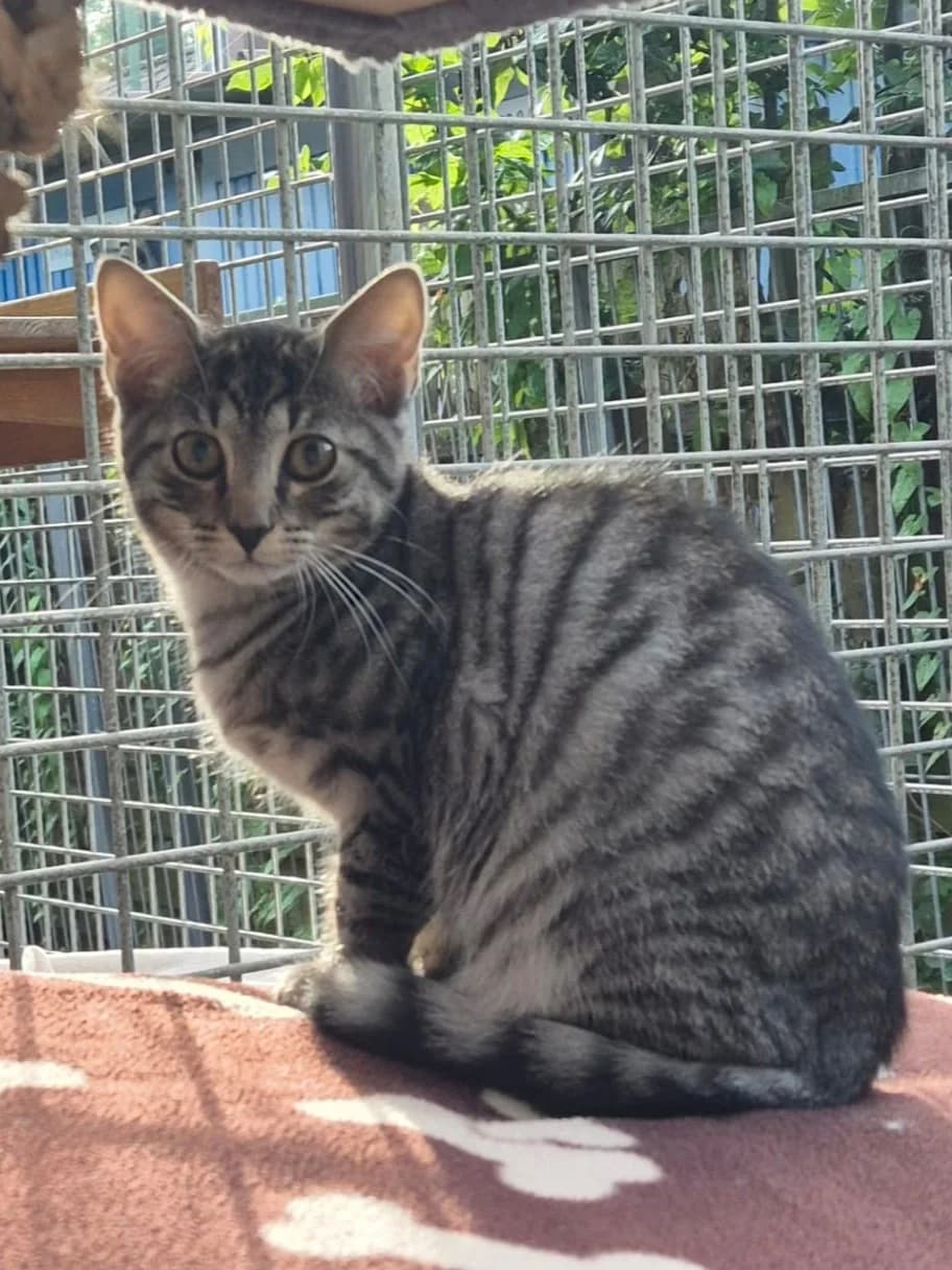 Gonzales, male senior European Shorthair for adoption at Tierheim Günzburg, Günzburg