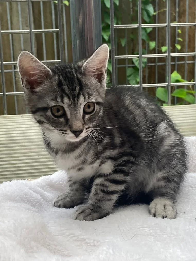 Hamish, male senior European Shorthair for adoption at Tierheim Günzburg, Günzburg