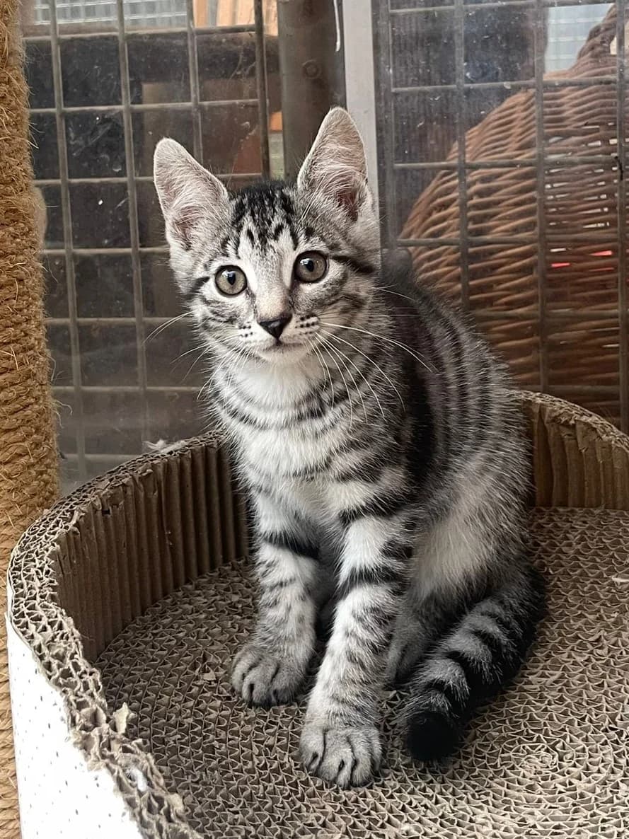 Harris, male senior European Shorthair for adoption at Tierheim Günzburg, Günzburg