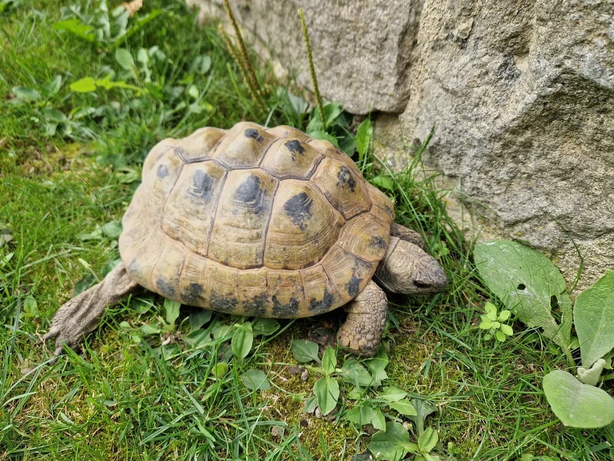 Herr Burt, male senior Mixed Breed for adoption at Tierheim Günzburg, Günzburg