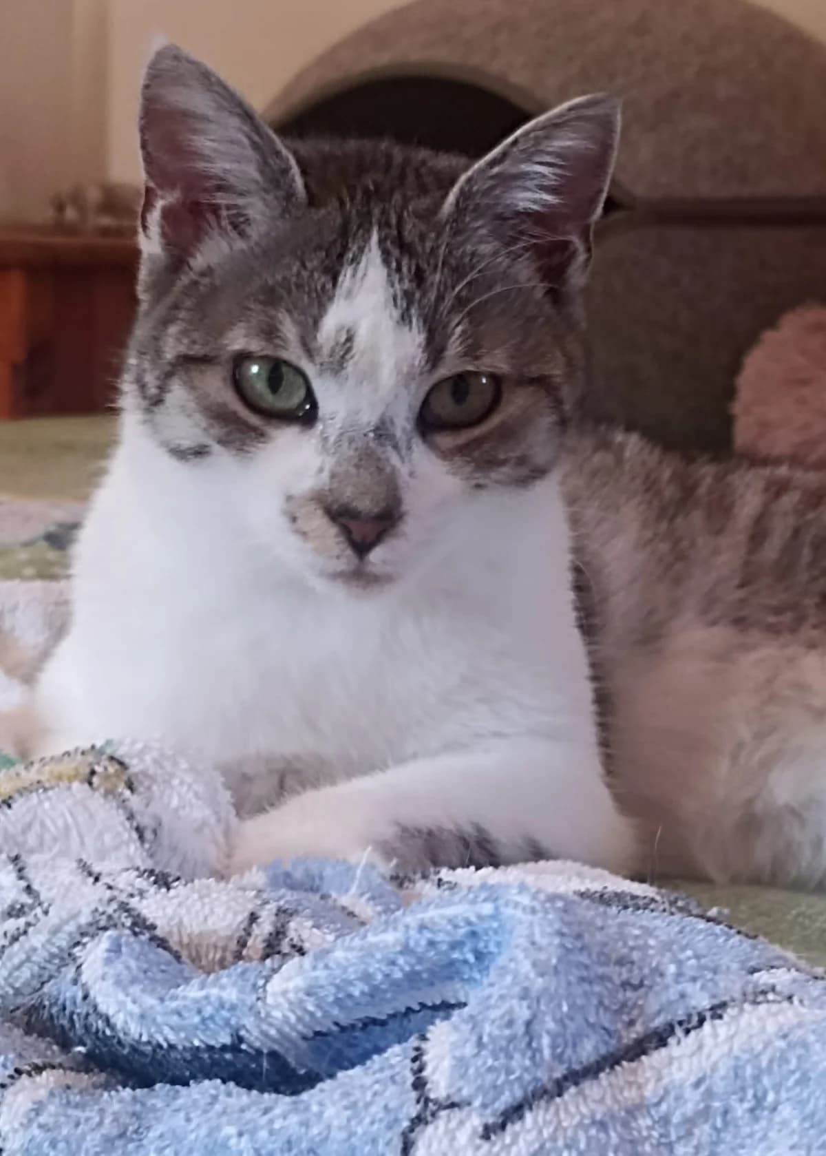Hila, female senior European Shorthair for adoption at Tierheim Günzburg, Günzburg