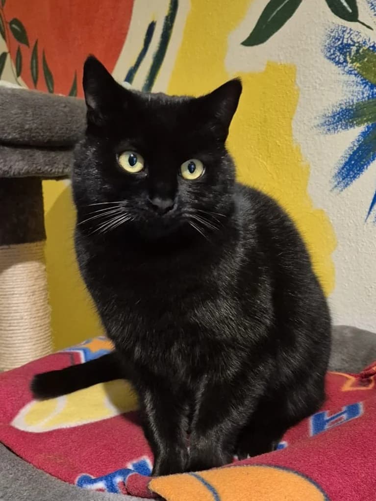 Isabella, female senior European Shorthair for adoption at Tierheim Günzburg, Günzburg
