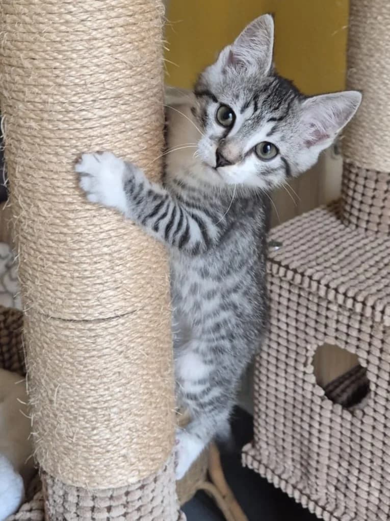 Jonte, male senior European Shorthair for adoption at Tierheim Günzburg, Günzburg
