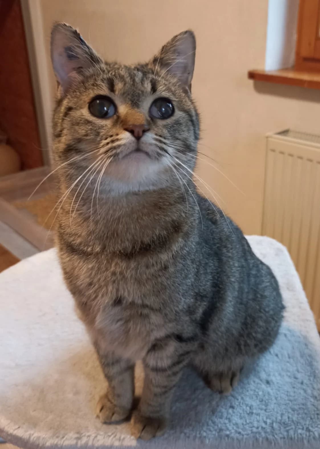 July, female senior European Shorthair for adoption at Tierheim Günzburg, Günzburg