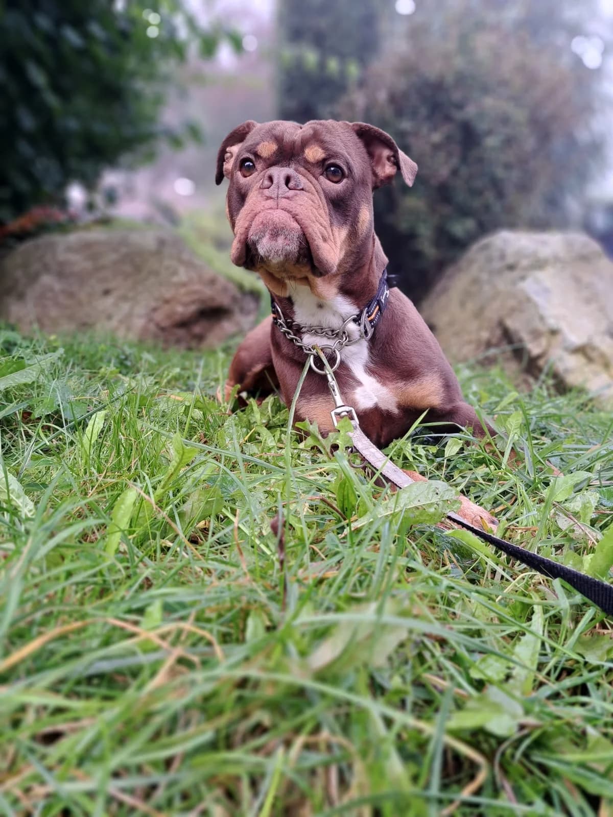 Karli, male senior mixed breed for adoption at Tierheim Günzburg, Günzburg
