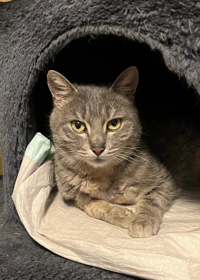 Kathy, female senior European Shorthair for adoption at Tierheim Günzburg, Günzburg
