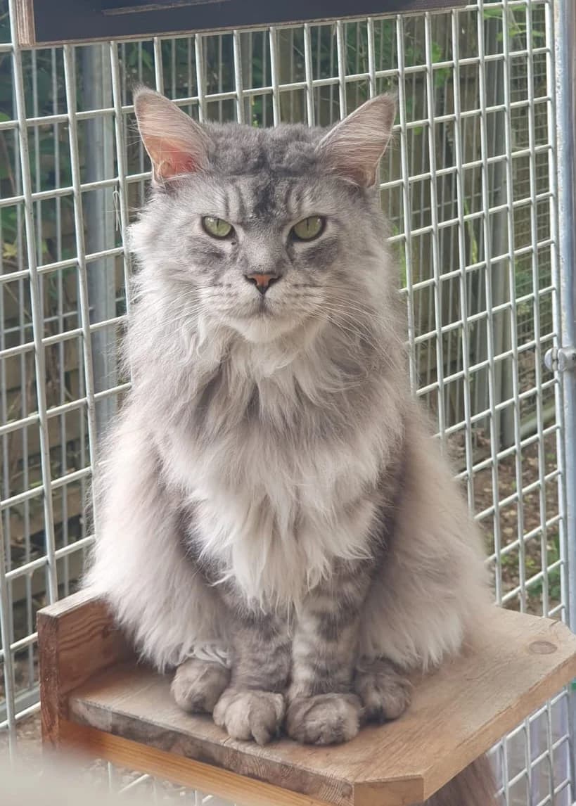 Leo, male senior Maine Coon for adoption at Tierheim Günzburg, Günzburg