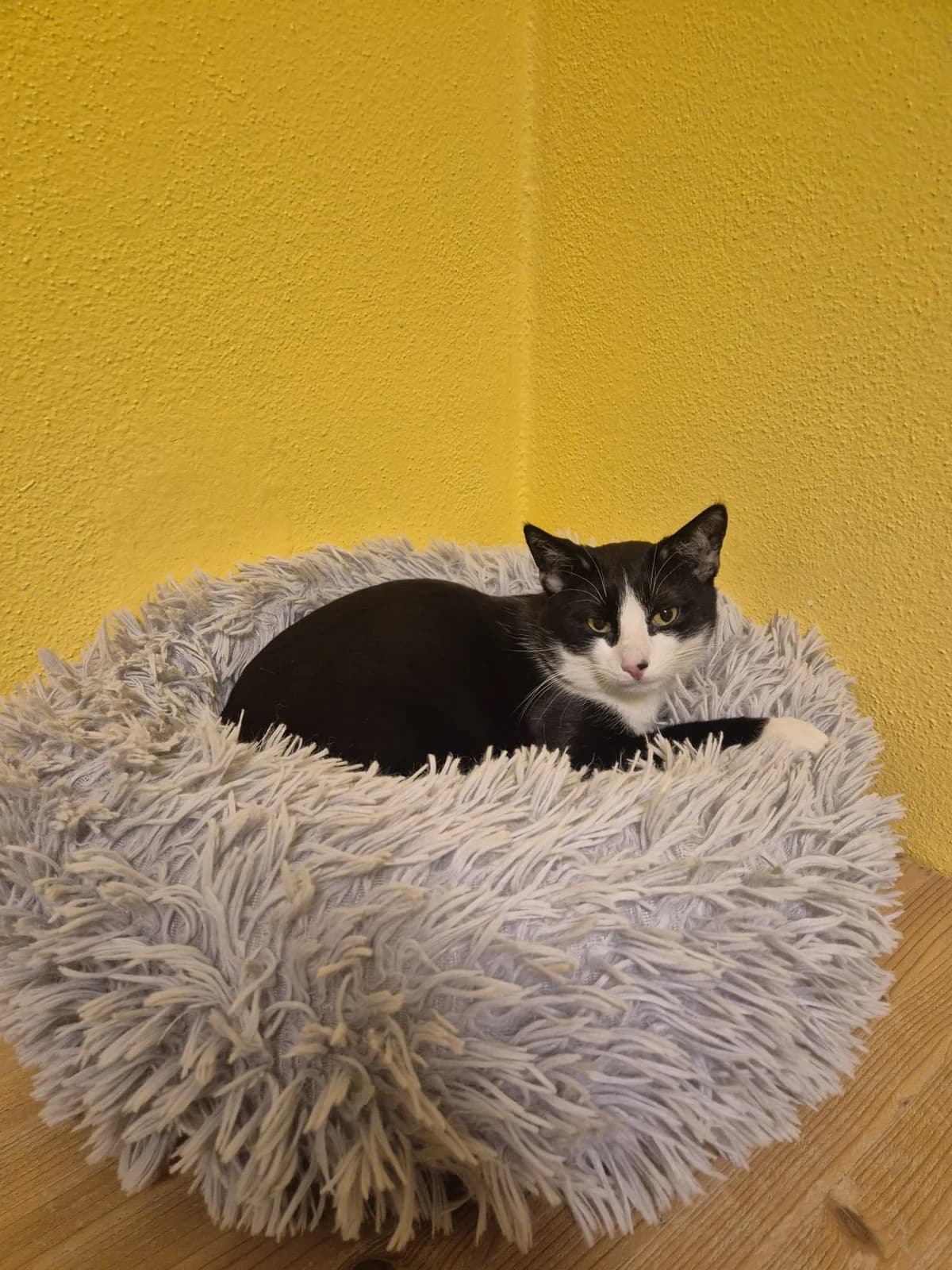Lino, male senior European Shorthair for adoption at Tierheim Günzburg, Günzburg