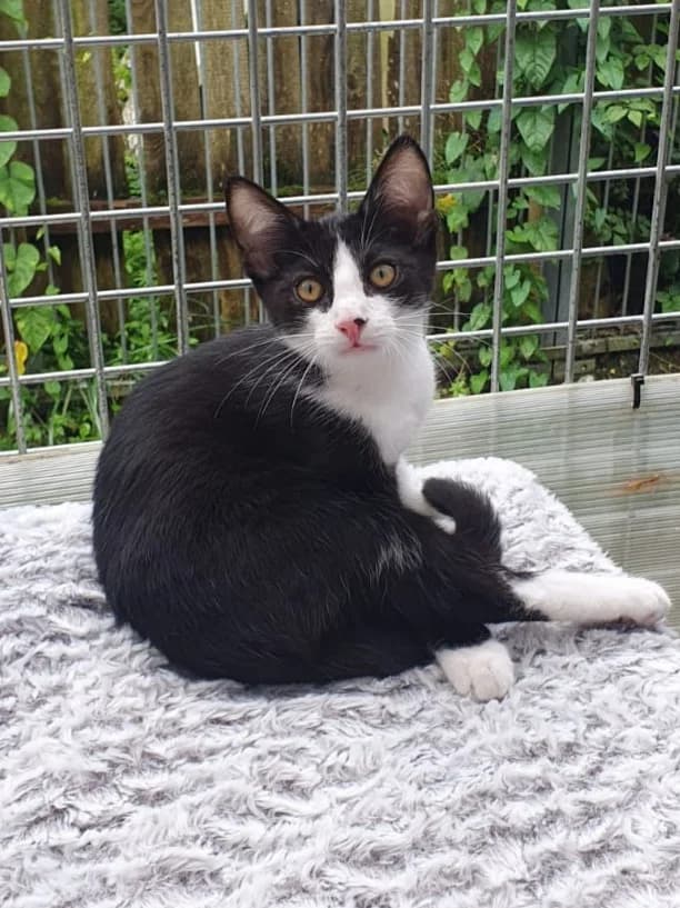 Lino, male senior European Shorthair for adoption at Tierheim Günzburg, Günzburg