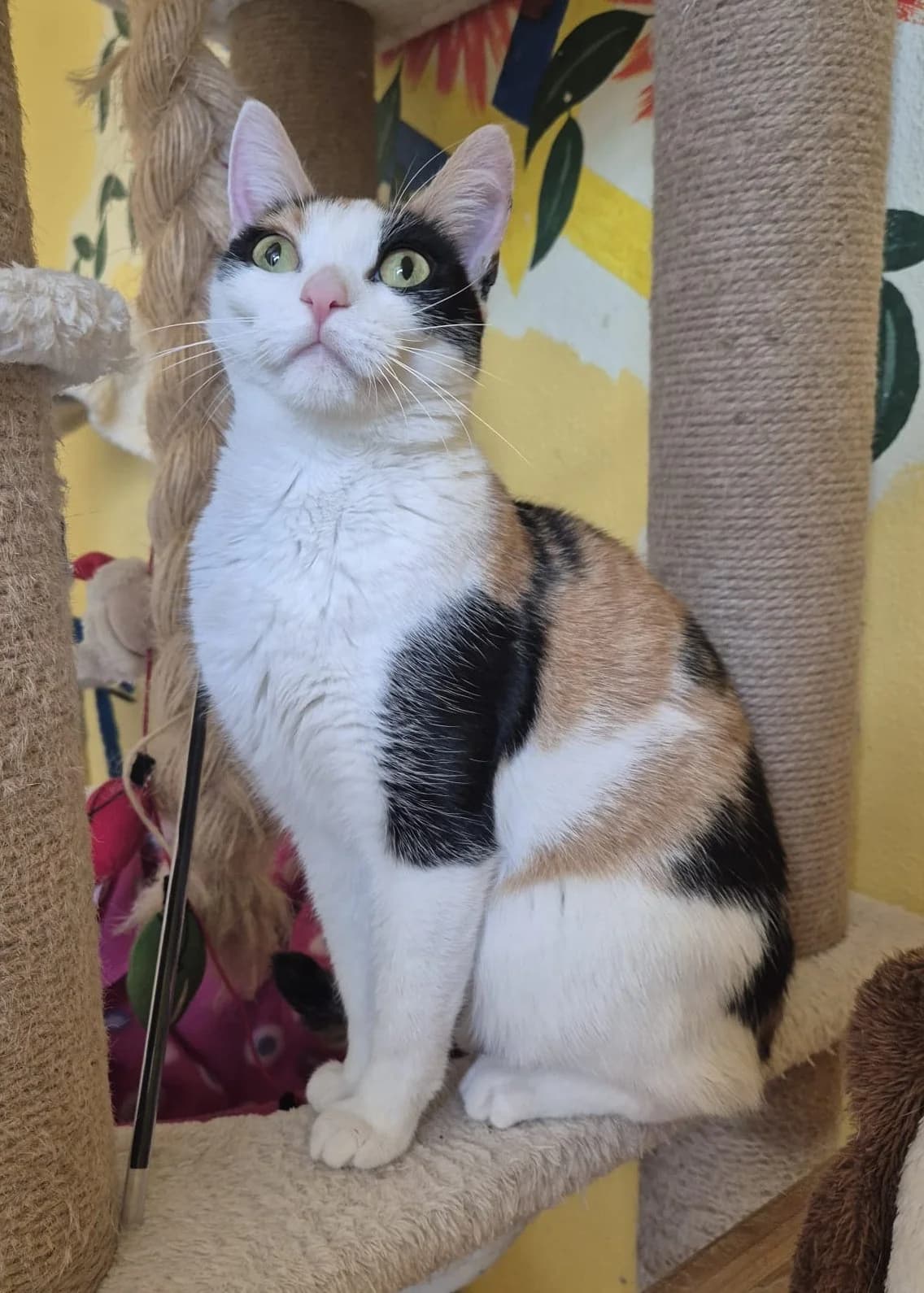 Lola, female senior European Shorthair for adoption at Tierheim Günzburg, Günzburg