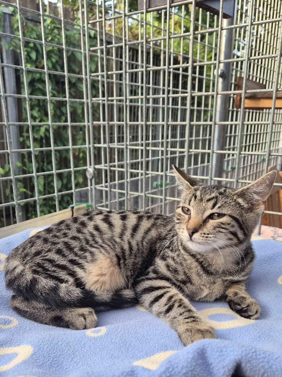 Lucia, female senior European Shorthair for adoption at Tierheim Günzburg, Günzburg