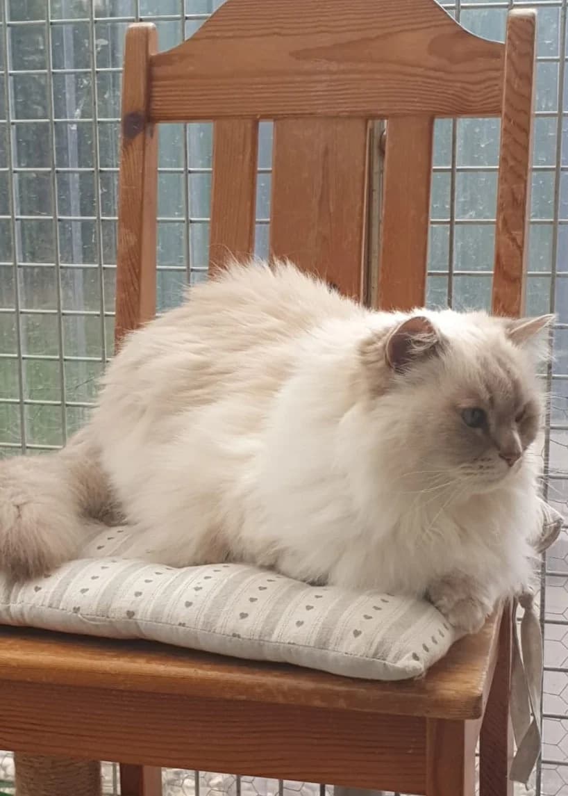 Lucky, male senior Persian for adoption at Tierheim Günzburg, Günzburg